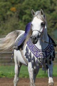 Arabian Horse Jewel of the Desert