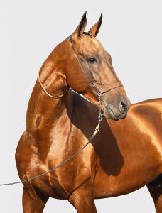 The Akhal-Teke Sacred Horse of the Desert